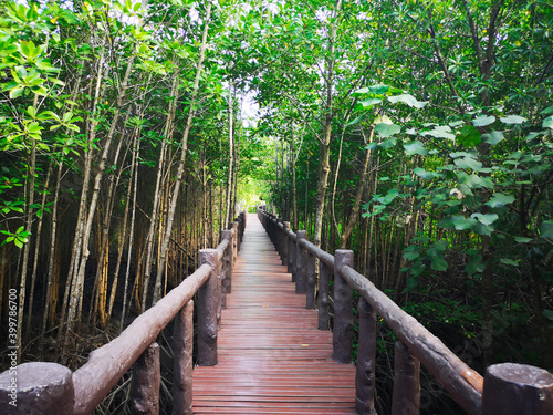 Wooden walkway bridge inside a mangrove forest.