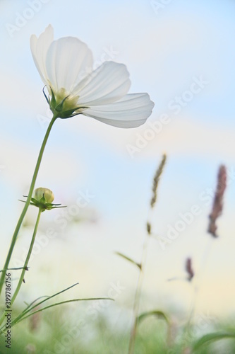 Close-up of white cosmos flower against the bright sunny sky.