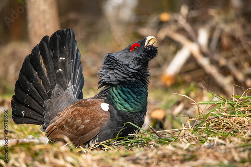 Capercaillie in the forest