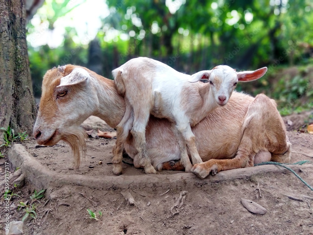 Fototapeta premium mother goat and cubs on the ground