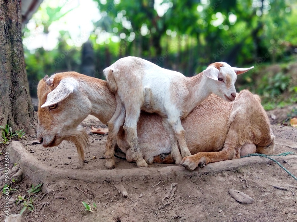 mother goat and cubs on the ground mother goat and cubs on the ground