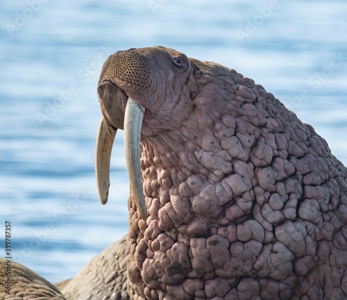 walrus in the rookery