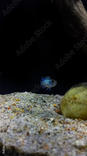 fish in aquarium