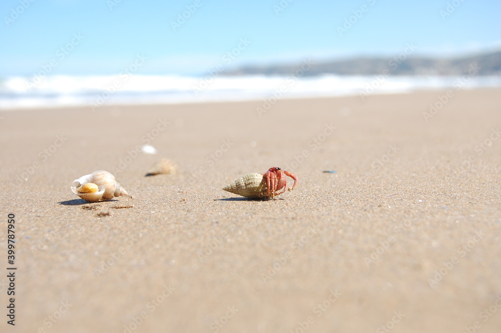 beautiful sea clam creatur on sand beautiful sea clam creatur on sand