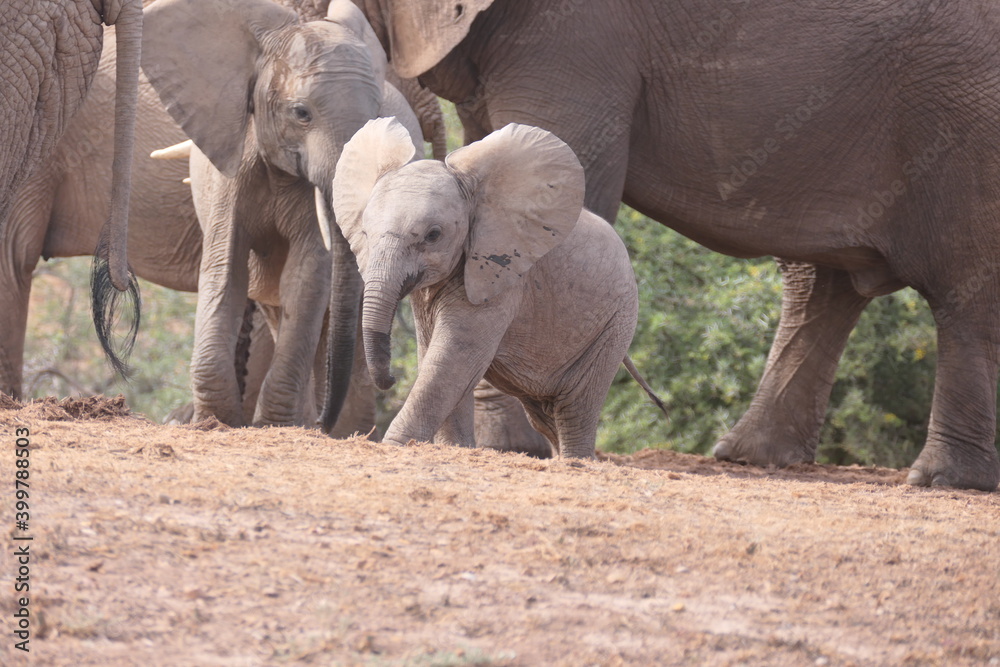 Fototapeta premium Elefanten im Addo-Nationalpark, Südafrika
