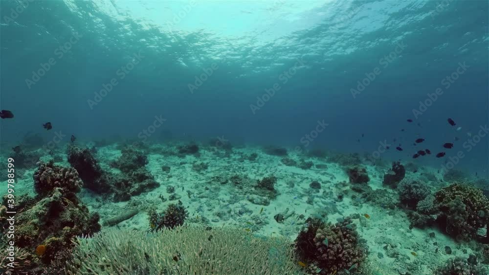 Scene reef. Marine life sea world. Underwater fish reef marine. Philippines. Scene reef. Marine life sea world. Underwater fish reef marine. Philippines.