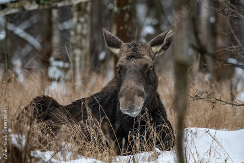 Moose in the winter forest