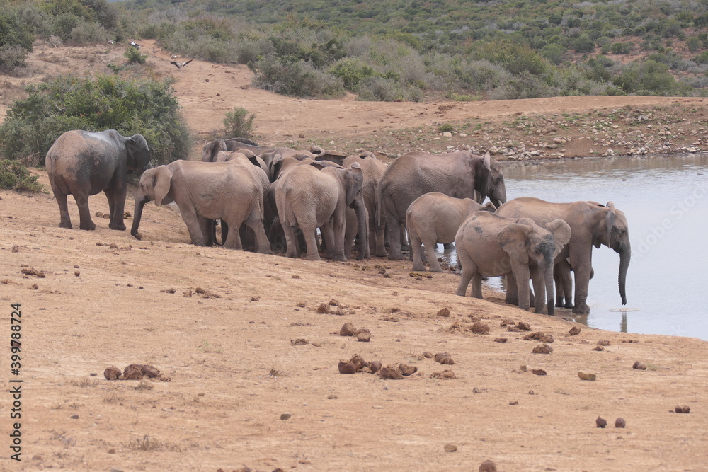 Elefanten im Addo-Nationalpark, Südafrika Elefanten im Addo-Nationalpark, Südafrika