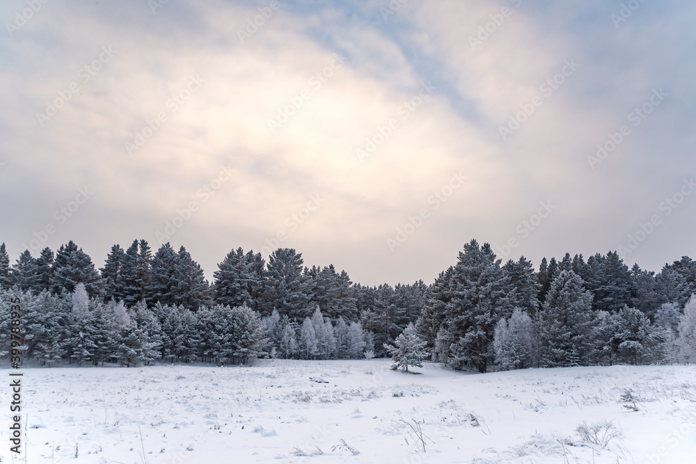Russia. Siberia. Winter landscape in a coniferous forest with snow-covered trees and frost on the branches