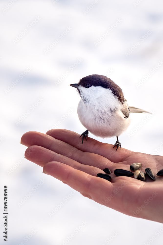 Obraz premium Hungry chickadee on a hand