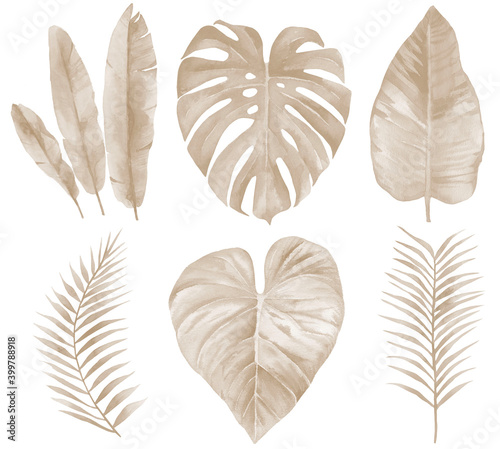 Dry banana and tropical Leaves. Beige palm Leaf set. Watercolour illustration isolated on white background.