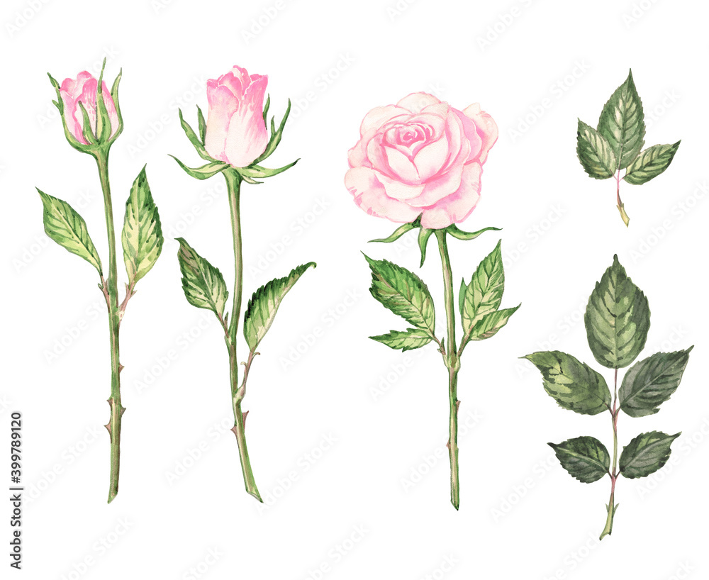 Illustration of drawn on paper roses and foliage for your design and postcards Illustration of drawn on paper roses and foliage for your design and postcards