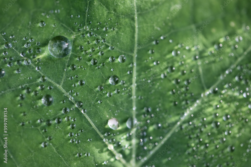 Waterdrops after the rain on a green vine leave moving gently in the wind selective focus. green leaf close up. waterdrop close up. green background. details in nature Waterdrops after the rain on a green vine leave moving gently in the wind selective focus. green leaf close up. waterdrop close up. green background. details in nature