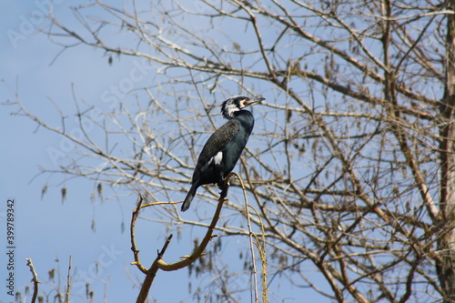 Black cormorant with white feathers on the head. Cormorant on a branch and in the background out of focus tree branches and blue sky.