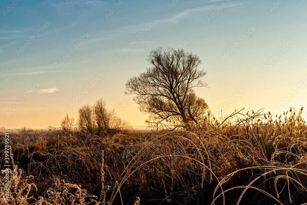 Fototapeta premium Rzeka Narew o poranku - Narwiański Park Narodowy, Podlasie, Polska