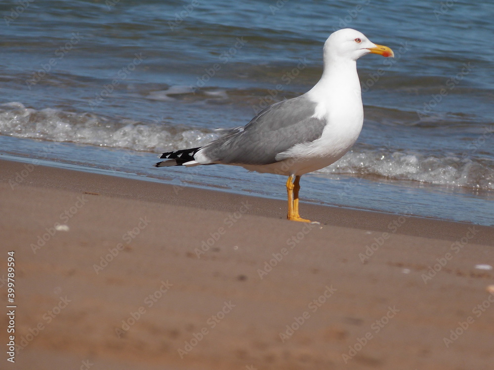 beautiful brids eating and living close to the beach beautiful brids eating and living close to the beach