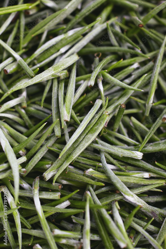 Closeup of a heap of white tea buds and leaves at a tea plantation. Sri Lanka Closeup of a heap of white tea buds and leaves at a tea plantation. Sri Lanka
