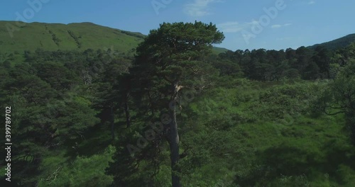 Close-up aerial approaching then circling a single Scots pine tree in the ancient forest Coille Coire Chuilc - Scots Pine (Pinus Silvestris) - near Tyndrum in the Scottish Highlands by the banks of photo