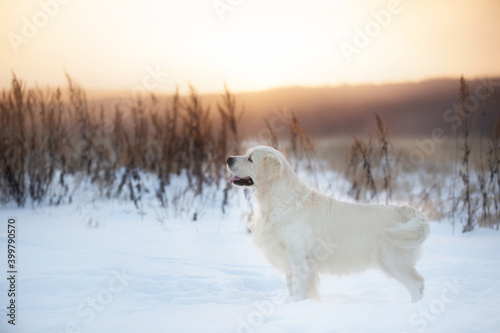 Close-up Portrait of golden retriever dog standing outdoors in winter at sunset © Anastasiia