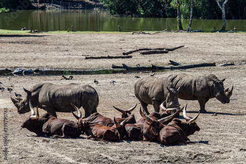 Rhinoceros in the Beekse Bergen Safaripark photo