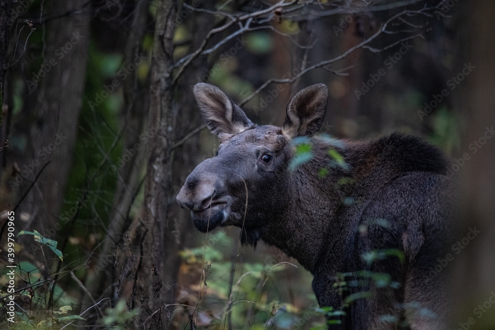 Moose elk deer in the forest Moose elk deer in the forest