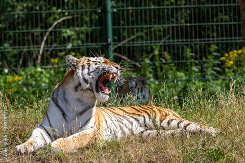 Tiger in  Beekse Bergen's Safaripark photo