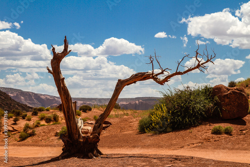 Dead tree in Monument Valley © JeanMarc