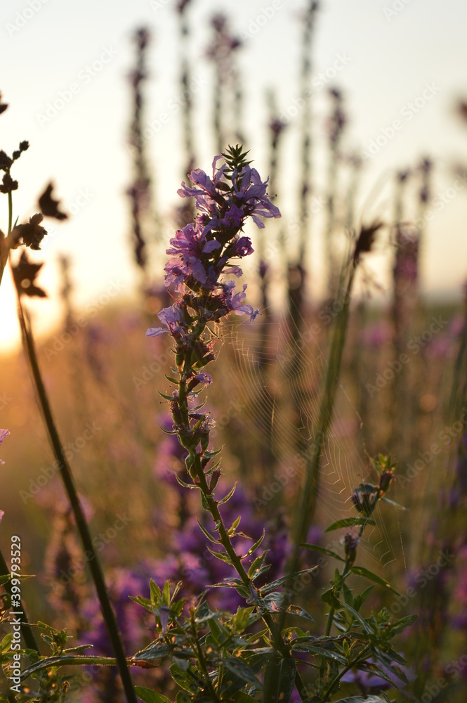 Obraz premium lavender in the morning