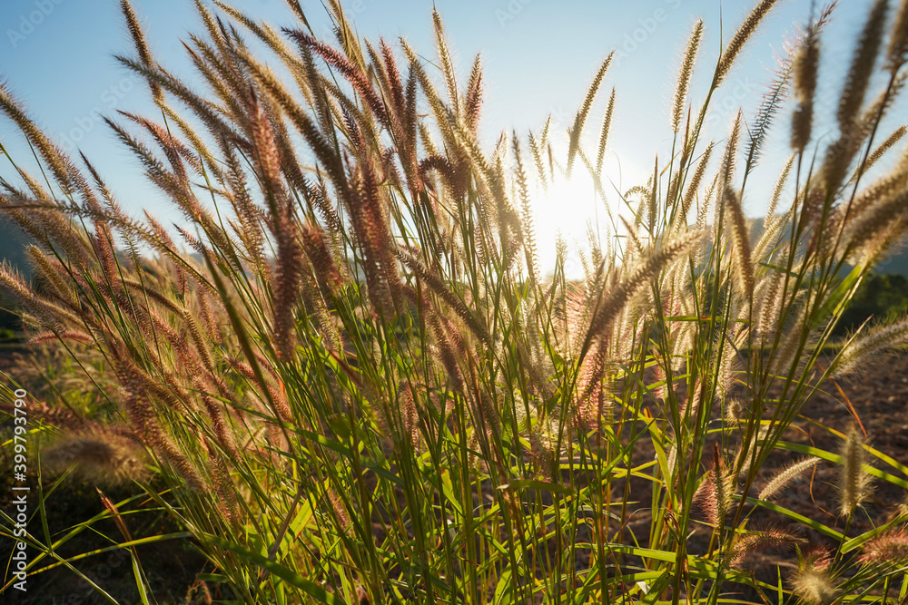 grass and sky