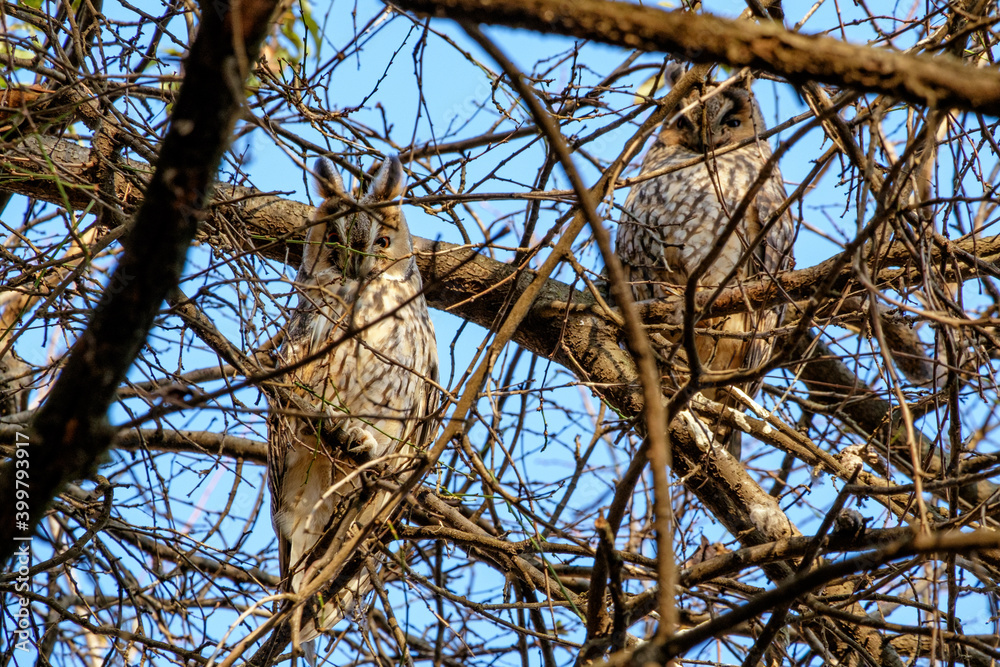 Long-eared owls sit on the branches of a tree without leaves. Birds of prey in late autumn Long-eared owls sit on the branches of a tree without leaves. Birds of prey in late autumn