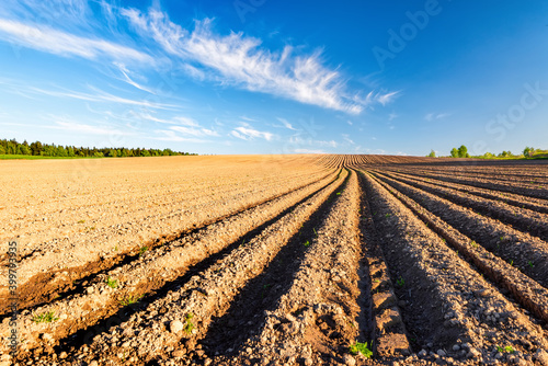 Furrows row pattern in a plowed field prepared for planting crops in spring. Horizontal view in perspective.