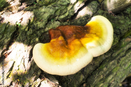 Hemlock varnish shelf or Ganoderma tsugae bracket mushroom photo
