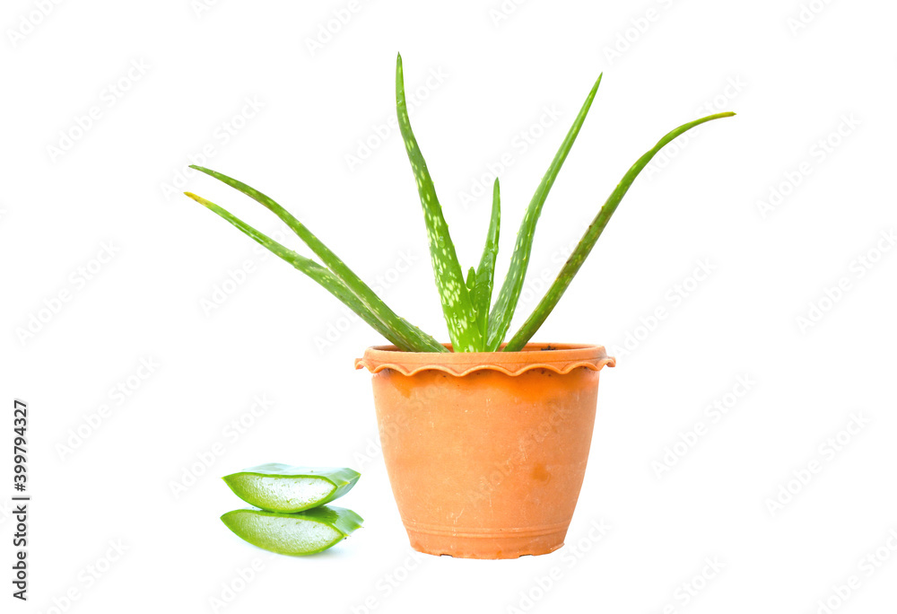 Aloe vera is a separate medicinal plant on a white background (selective focus). Aloe vera is a separate medicinal plant on a white background (selective focus).