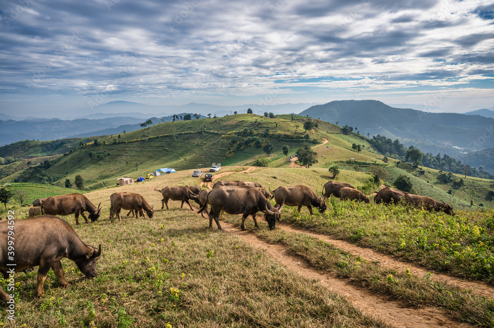 Herd of buffalo grazing on hill and tourists camping in national park at Doi Mae Tho