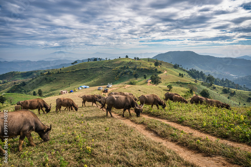 Herd of buffalo grazing on hill and tourists camping in national park at Doi Mae Tho © Mumemories