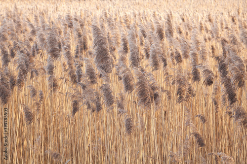 Wild reed field background. Autumn river coast nature. Selective focus