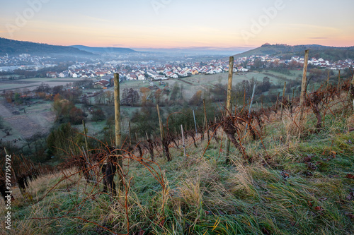 Grapes in winter dawn vineyard photo