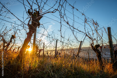 Grapevines in winter sunrise photo