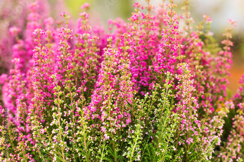 Pink wild flowers meadow. Tender landscape flowering Erica tetralix small purple lilac plants, shallow depth of field, selective focus photography photo
