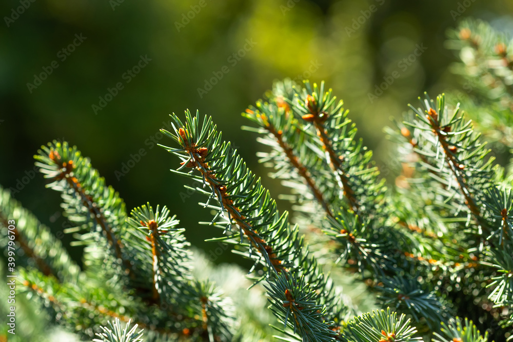 Xmas spruce tree branches forest nature background. Christmas festive holiday symbol evergreen tree. Shallow depth of field.