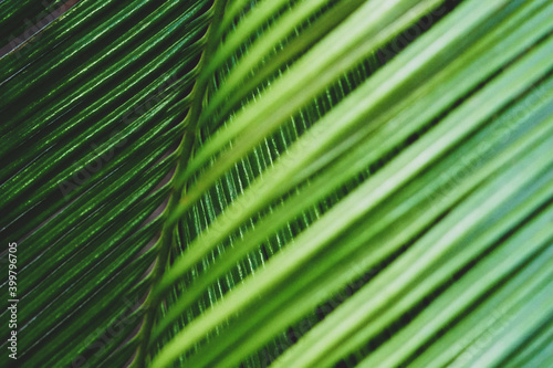 Background with palm leaves. Selective focus. © Любовь Вахитова