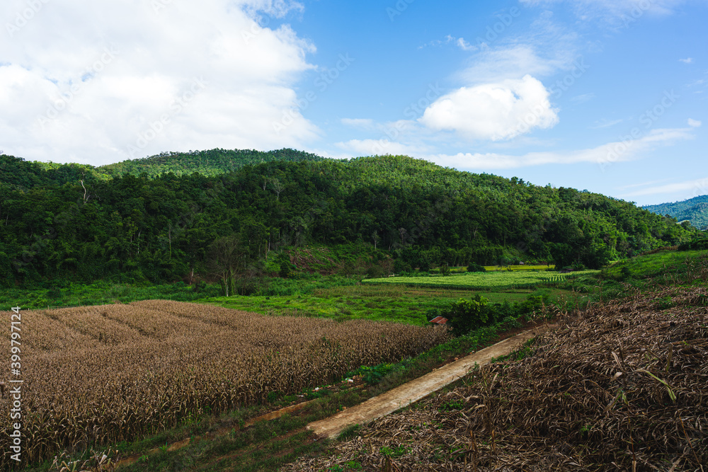 The villagers' corn fields on the way to Luang Khun Win Temple at Mae Win, Mae Wang District, Chiang Mai Province In winter of 2020 the sky is bright and the atmosphere is great.