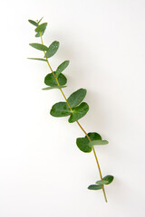 Natural eucalyptus live plant on white background, flat lay