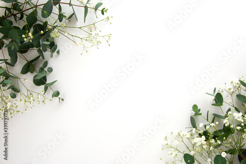 Natural eucalyptus and gypsophila plants on white background, copy space, flat lay photo