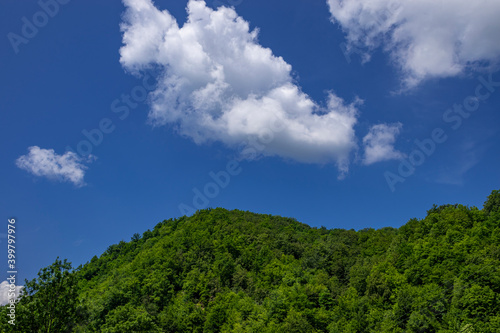 clouds over forest