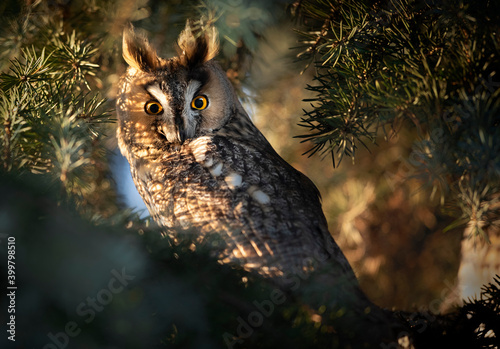 Long-eared owl (Asio otus) close up photo