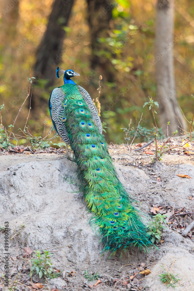 Fototapeta premium Indian peafowl (Pavo cristatus), also known as the common peafowl, sitting on a dam at a waterhole in Kanha National Park in India