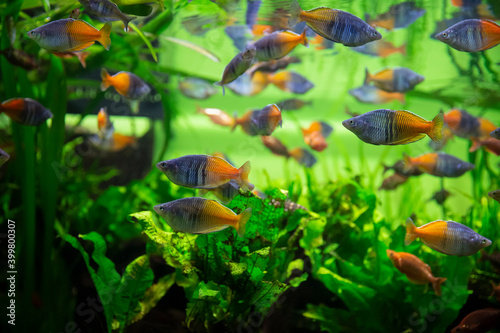 Boeseman's rainbowfish - Melanotaenia boesemani. Fish in the aquarium. Fish under water. Blur.