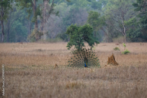 Indian peafowl  Pavo cristatus   also known as the common peafowl  fans his tail to impress on an open spot in the jungle in Kanha National Park in India