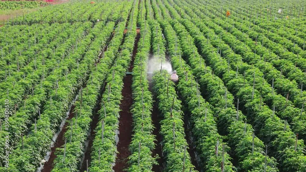Aerial view of gardener spraying pesticide in farmland. Drone shot flying. Aerial view of gardener spraying pesticide in farmland. Drone shot flying.